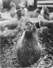 NNR Livestock Logistics Solutions