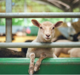 NNR Livestock Logistics Solutions